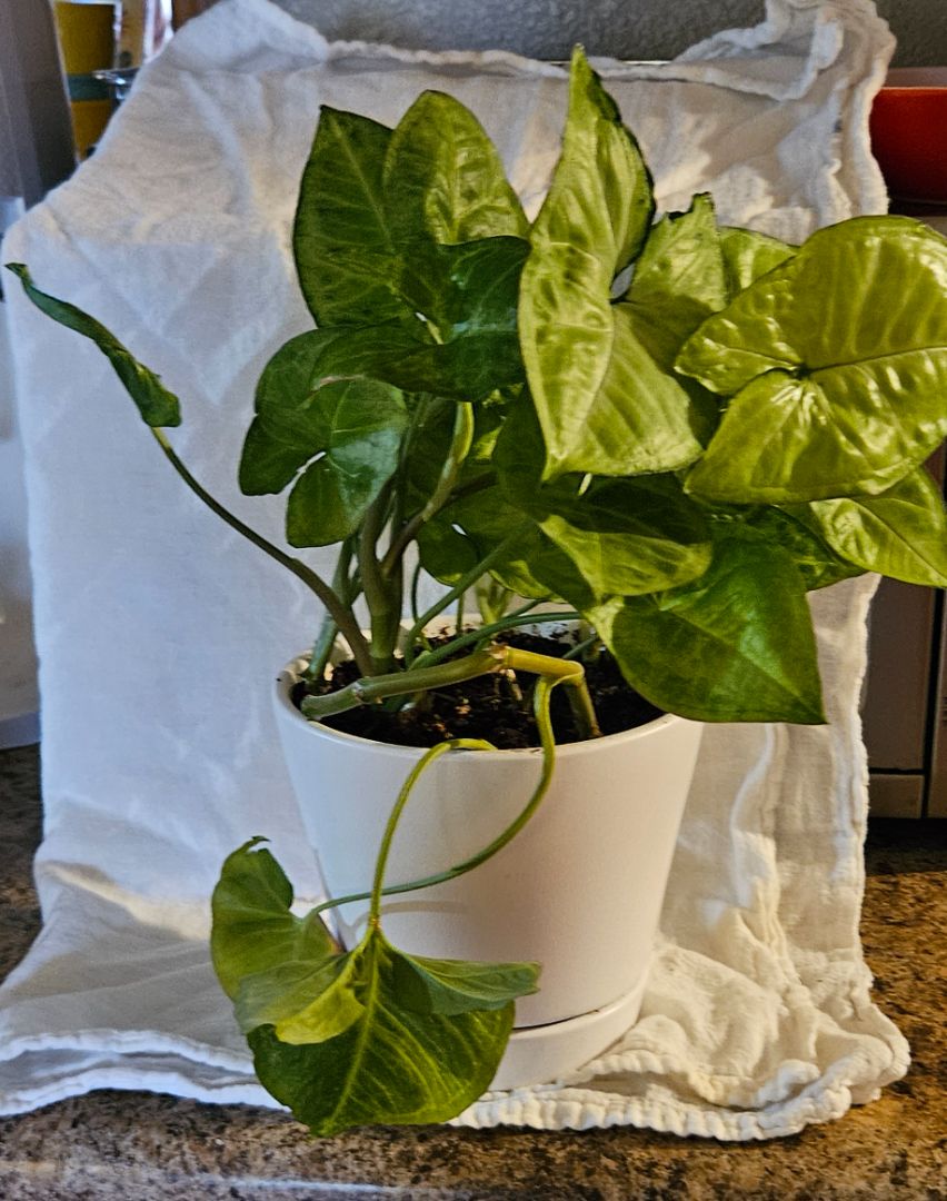 white  ARROWHEAD PLANT IN PLANTER