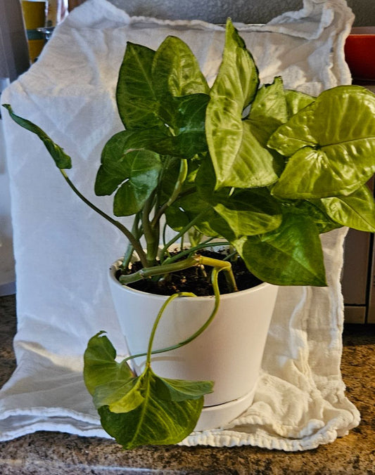 white  ARROWHEAD PLANT IN PLANTER
