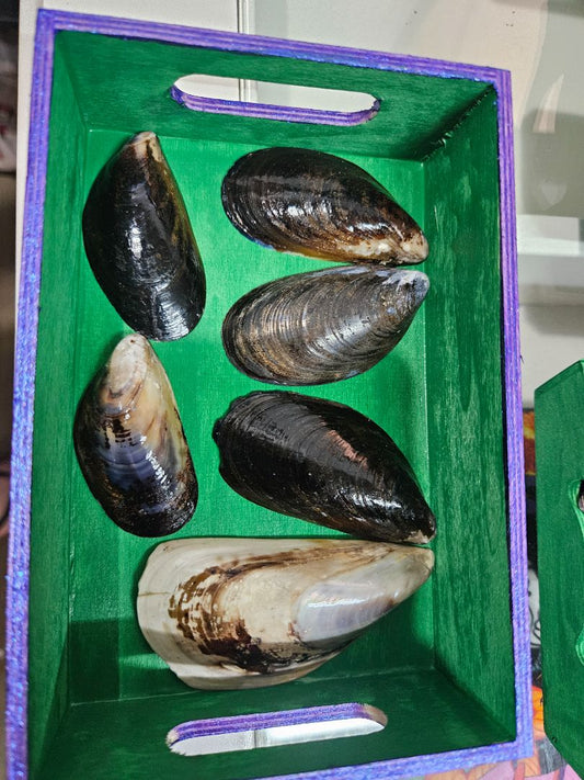Variety Muscles Shells, Large