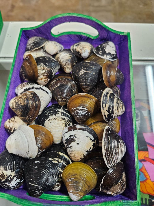 Variety Clam Shells, Medium