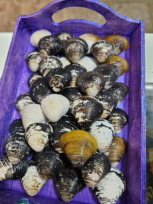 Variety Clam Shells, Small