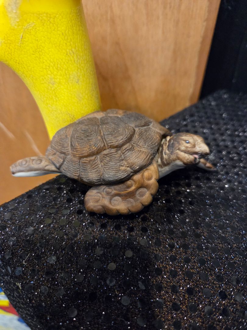 Turtle Magnet