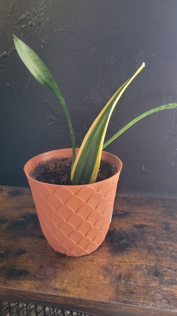 Snake Plant