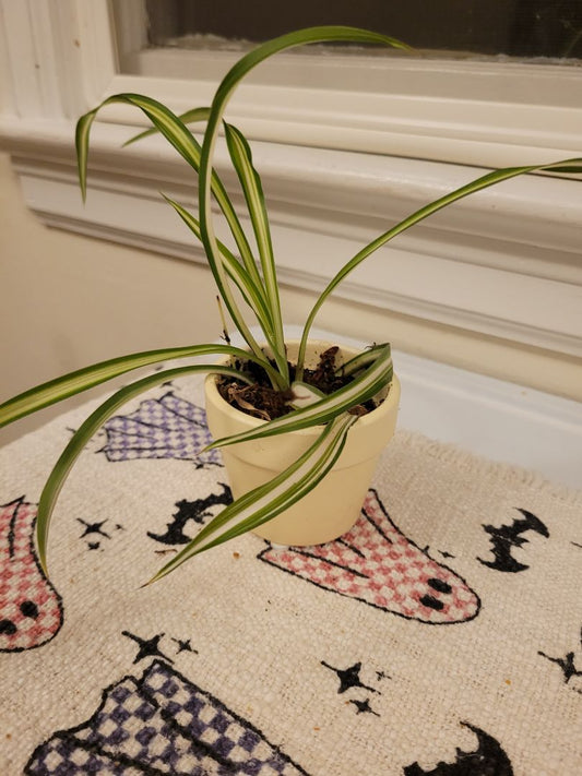 Yellow  Plant, Small