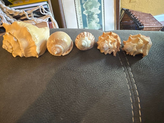 5 Conch Sea Shells