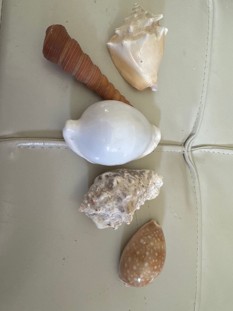 5 Sea Shells