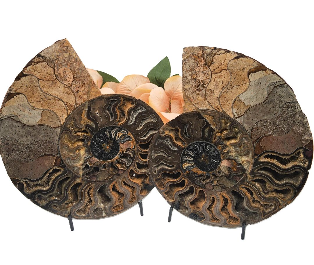 Ammonite with stand Stones