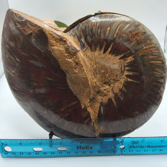 Ammonite with stand Stones
