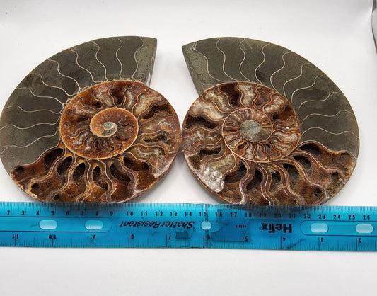Ammonite without stand Stones