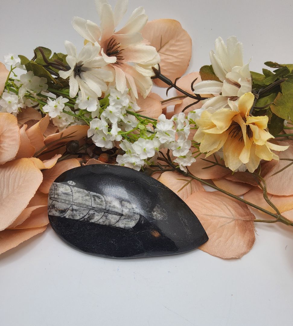 Cephalopod Orthoceras Fossil Stones