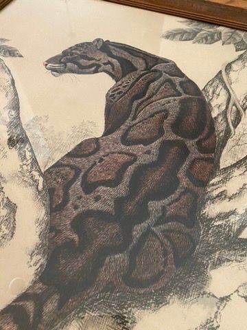 Rama Samaraweera Rama Samaraweera Clouded Leopard Lithograph ca early-70s, 26 x 34