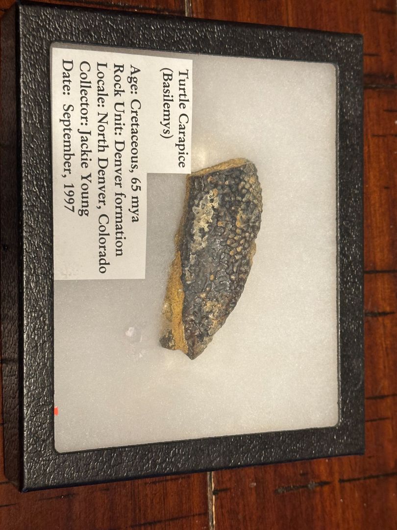 Turtle Carapace Fossil 65m years old, 5 x 3 x 1