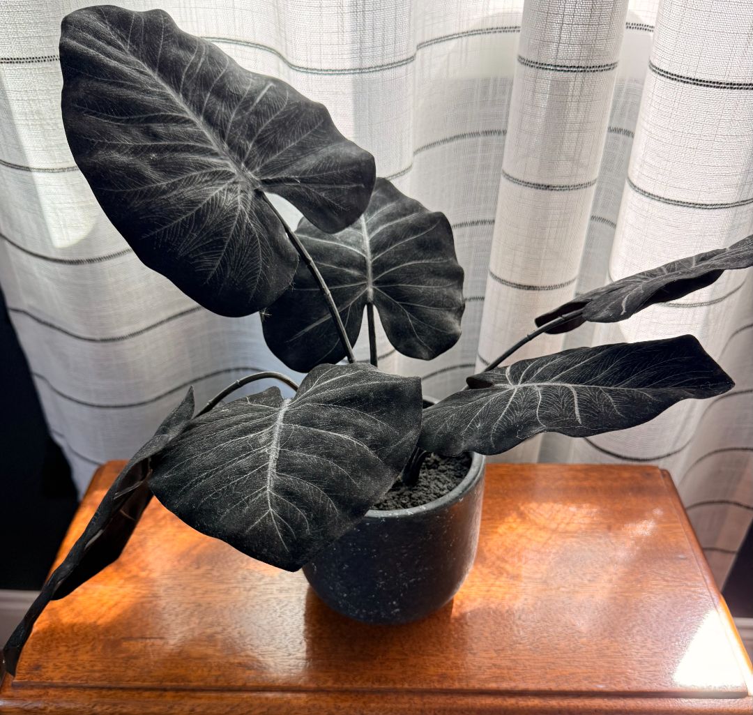 Faux Black Plant