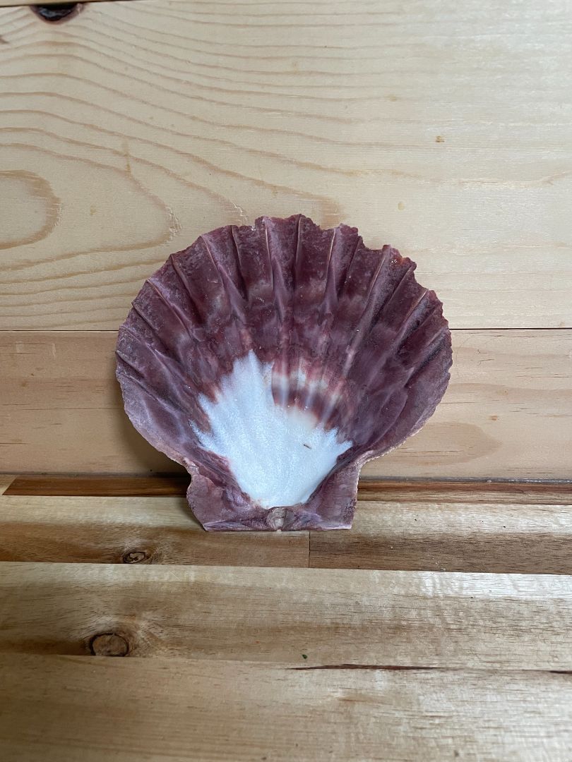 Lion's Paw Scallop Sea Shell