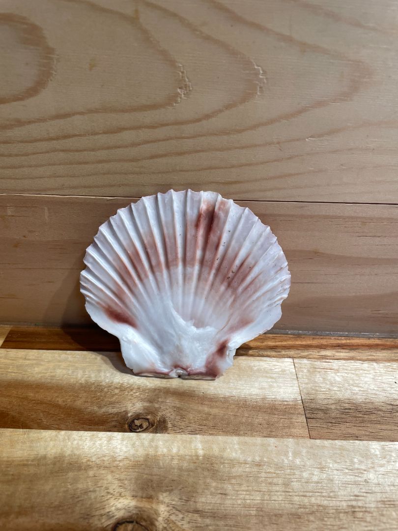 Irish Flat Scallop Sea Shell