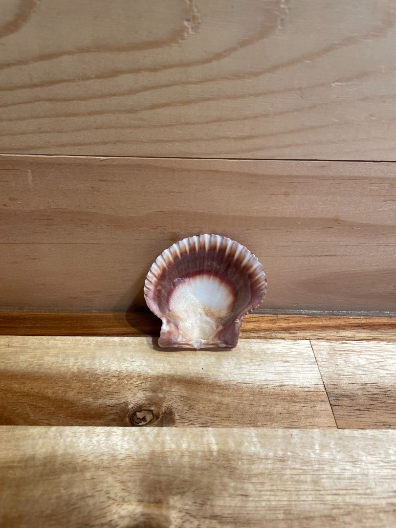Atlantic Calico Scallop Sea Shell