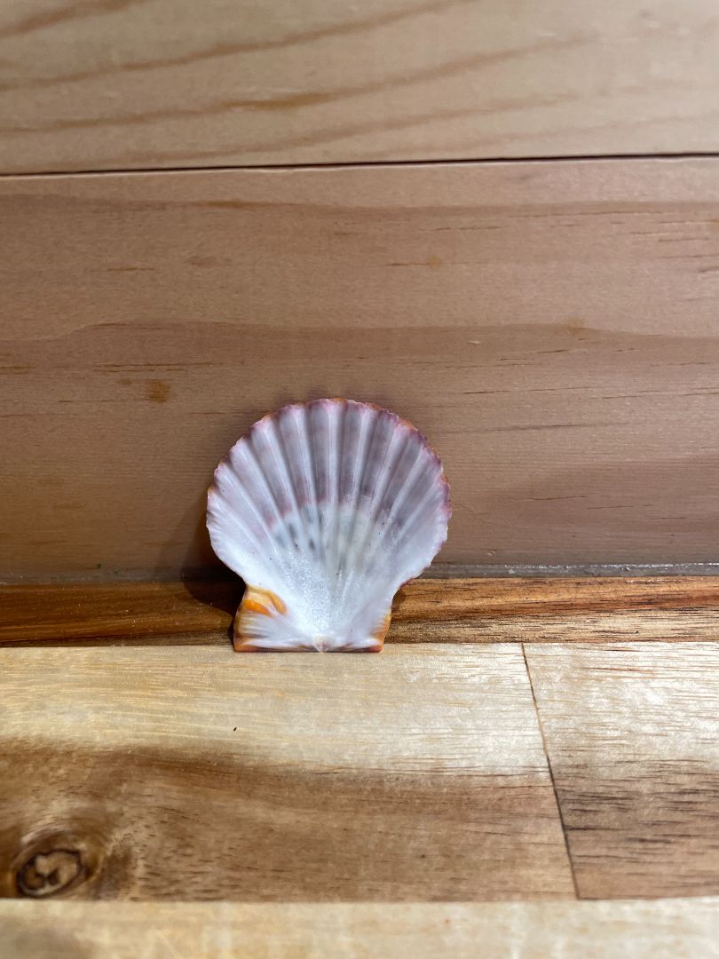 Pecten pallium Sea Shell