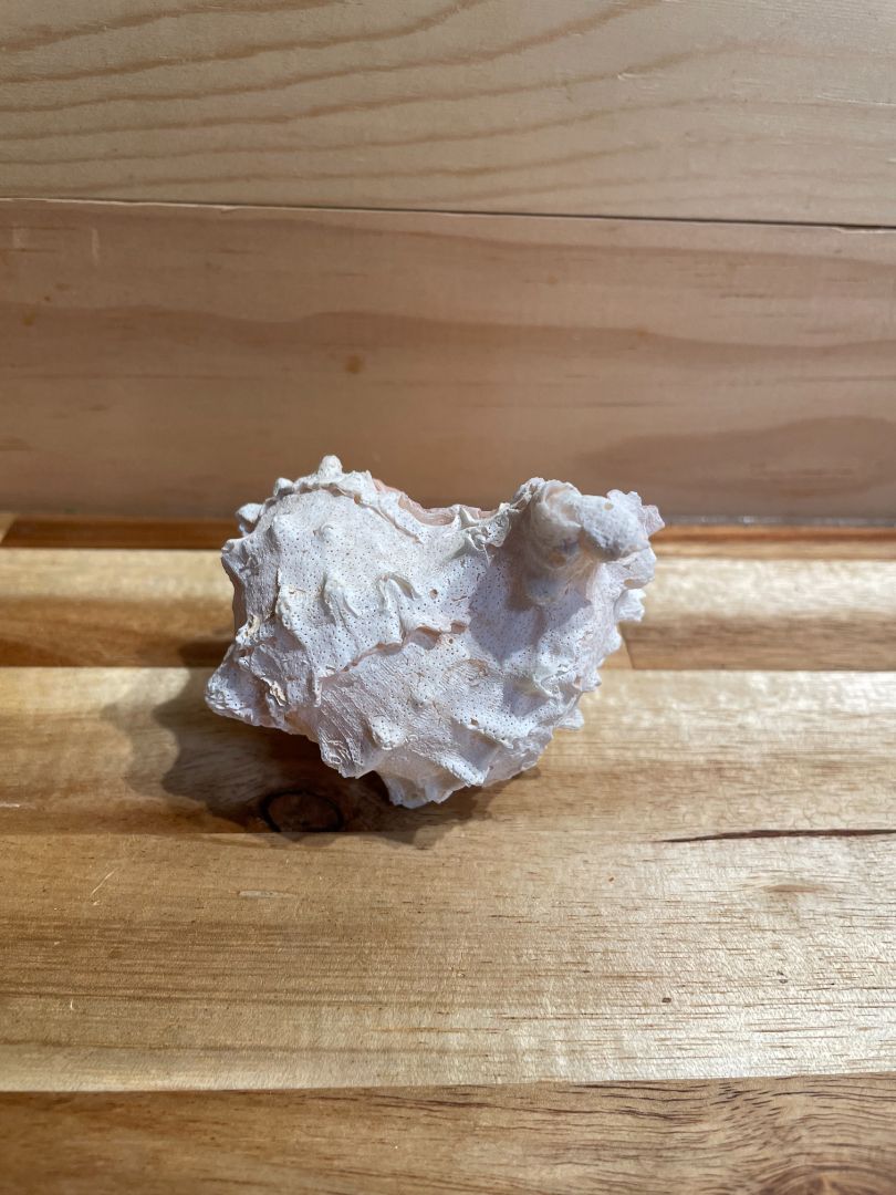 Pink Mouth Murex Sea Shell