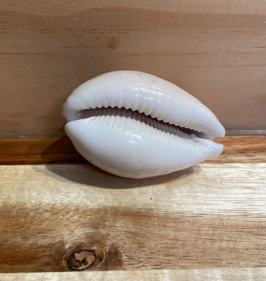 Deer Cowrie Sea Shell