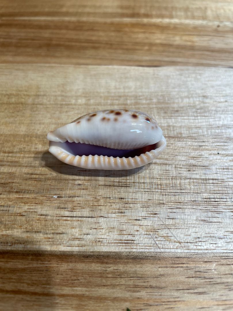 Macrocypraea Zebra Cowry Sea Shell
