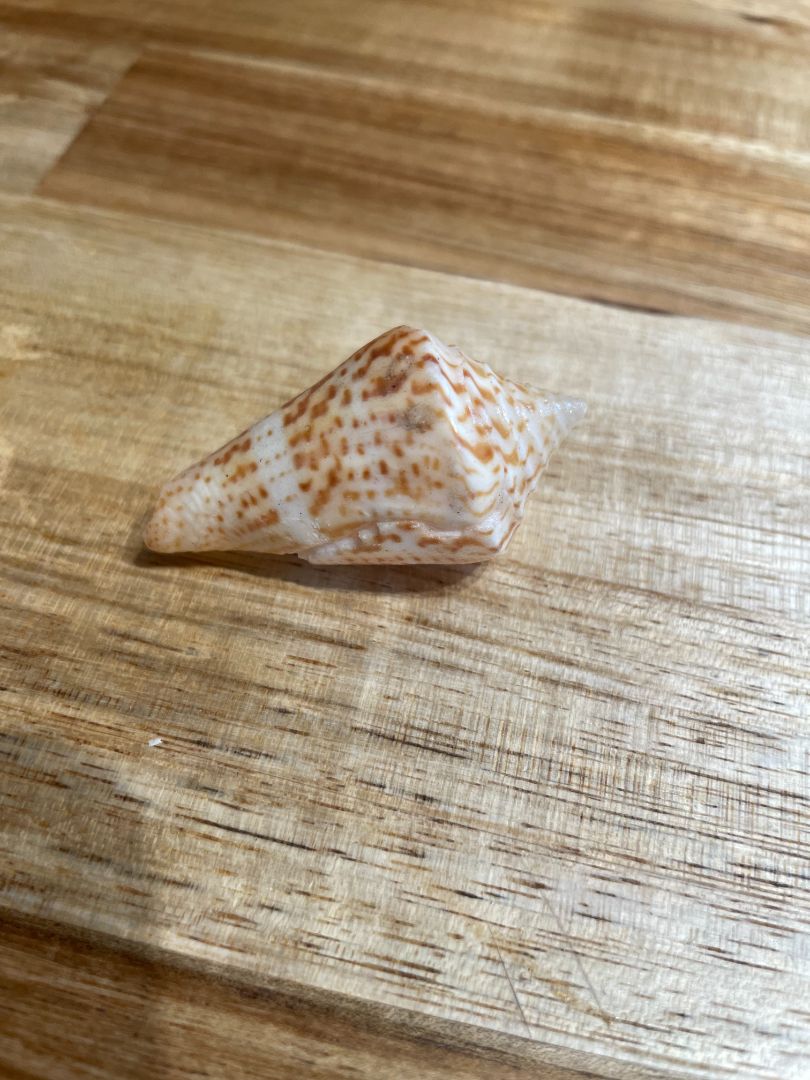 Tiled Cone Shell