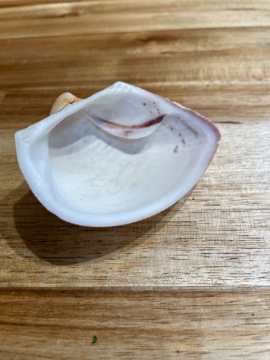 Cucullaea labiata Sea Shell