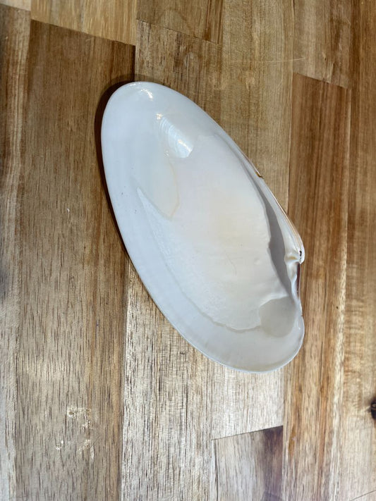 Macrocallista nimbosa Sea Shell