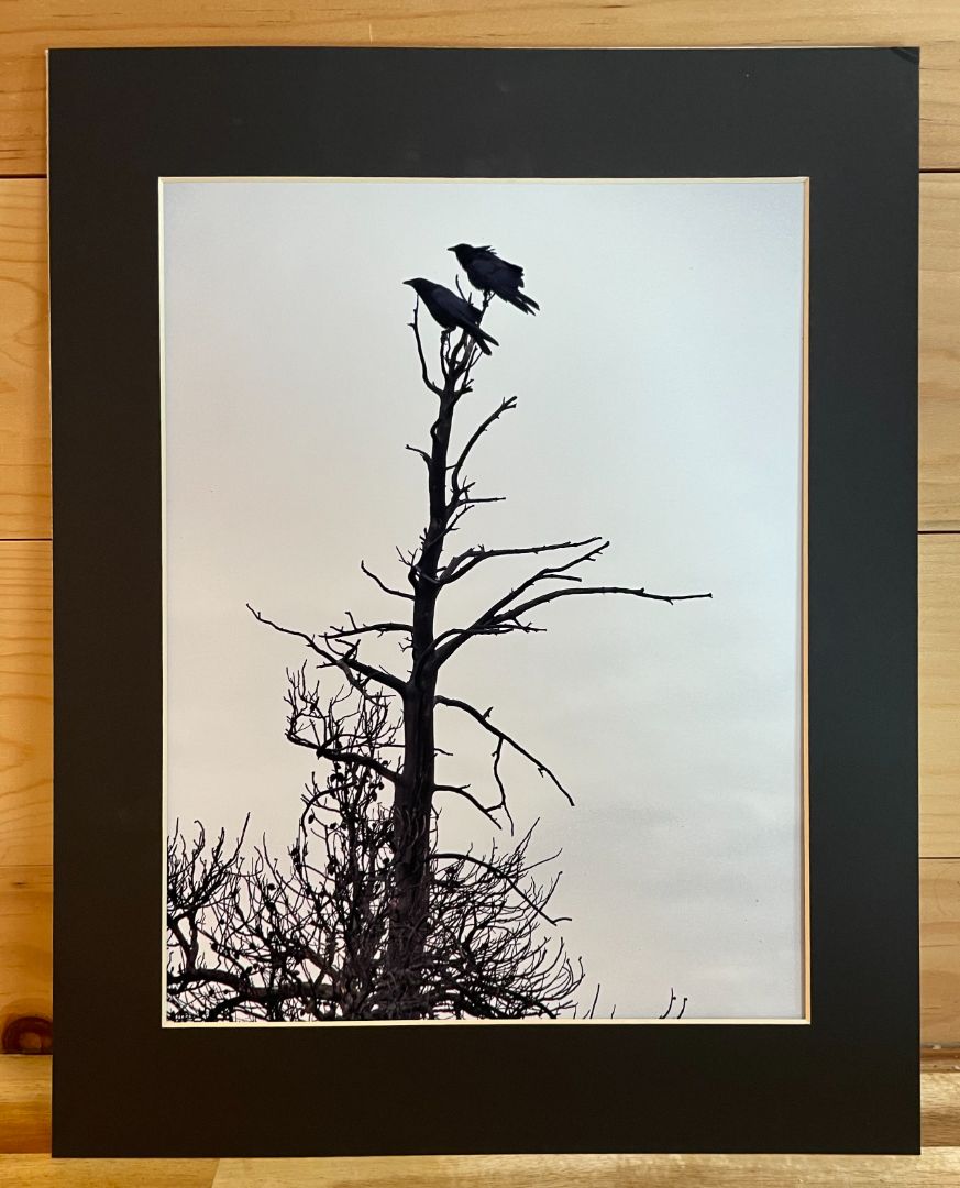 Black & White Ravens Photograph