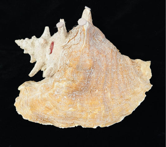 Nature 10 inch Conch Shell #1, 10 inch