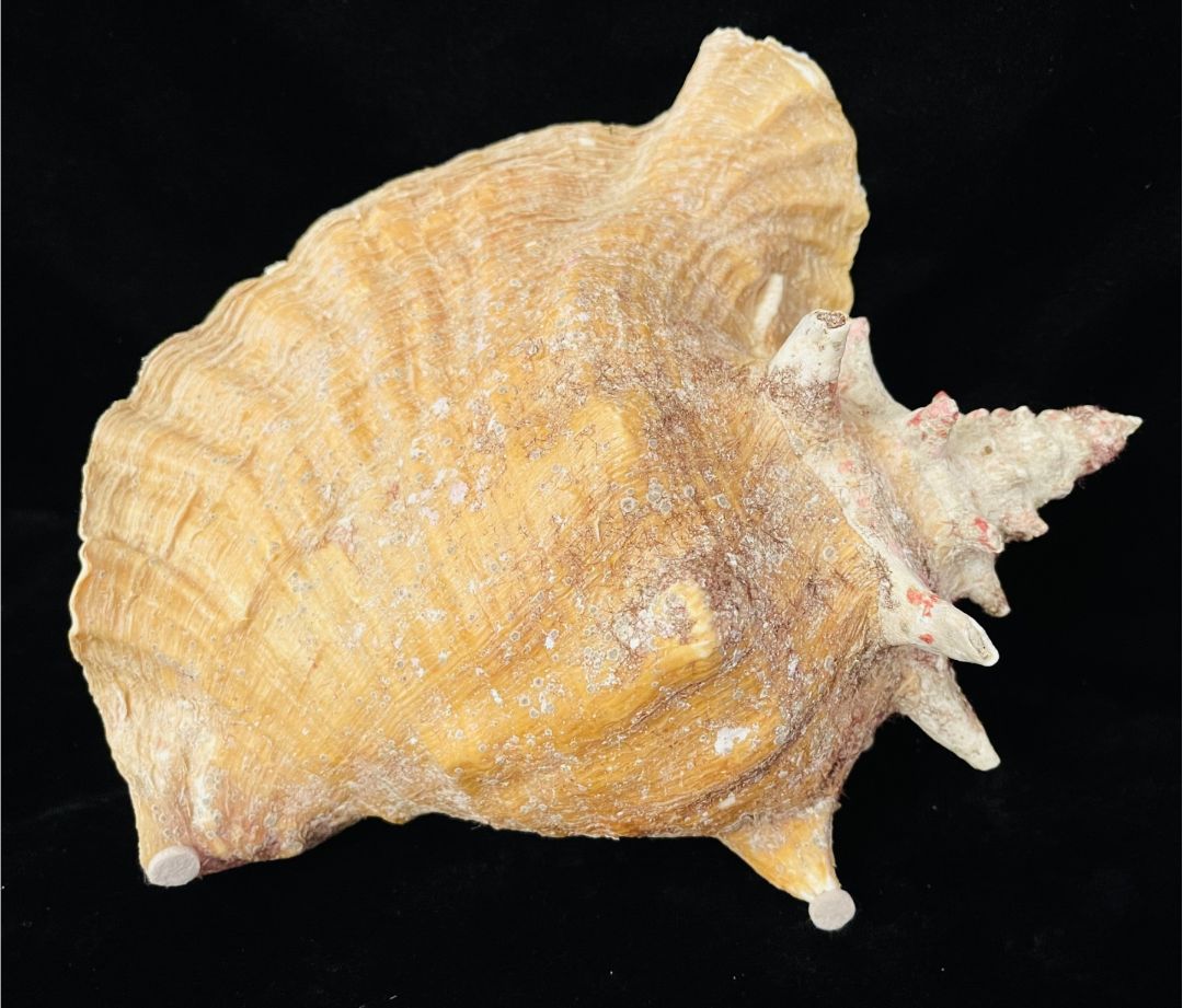 Nature 10 inch Conch Shell #1, 10 inch