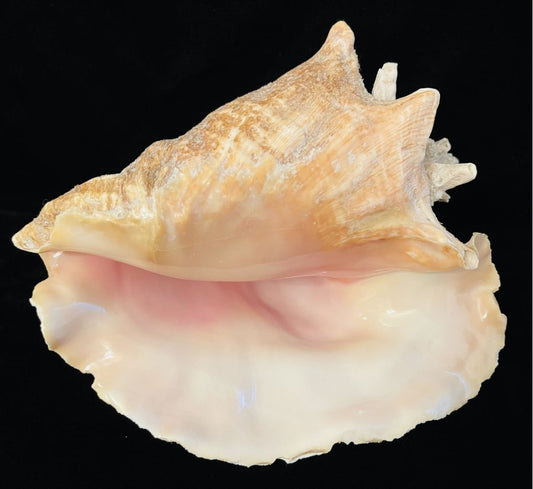 Nature 10 inch Conch Shell #2, 10 inch