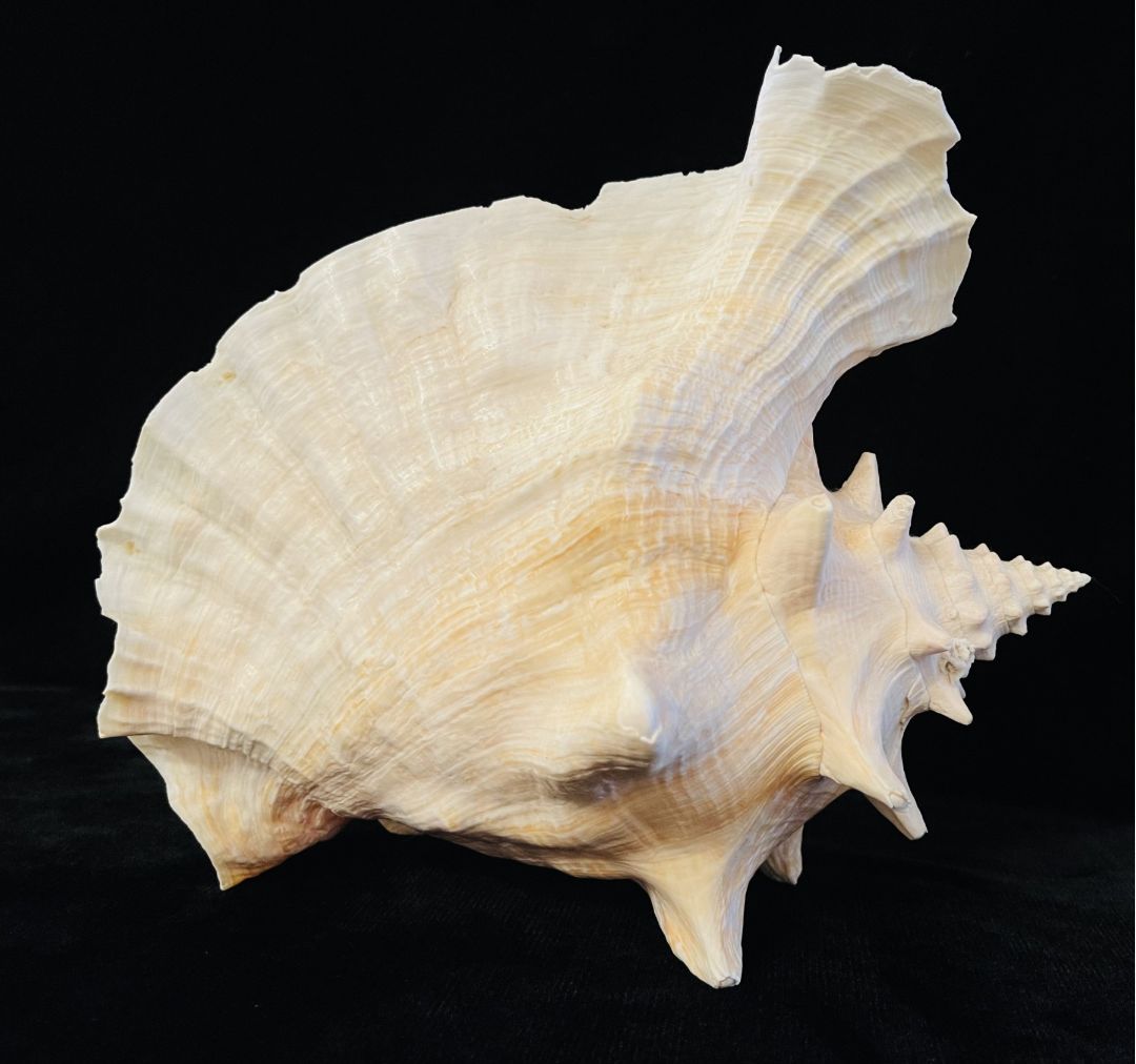 Nature 10 inch Conch Shell #2, 10 inch
