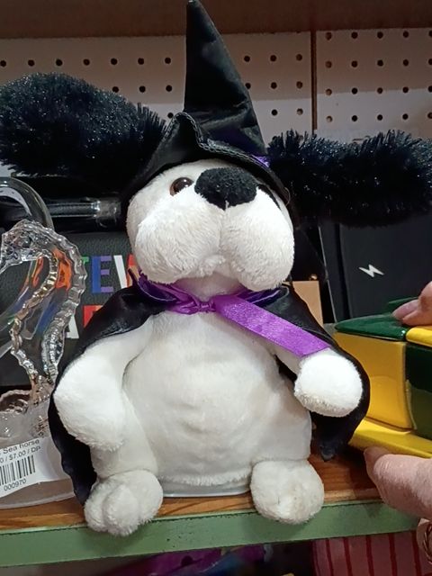 Halloween witch pup