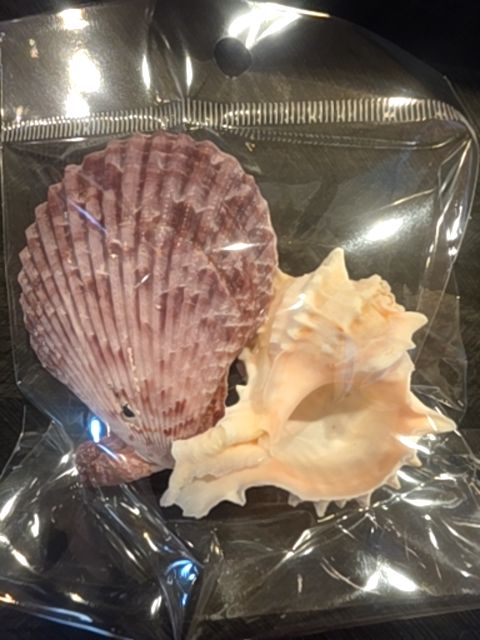 Two Medium Shells