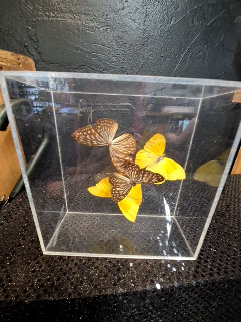 4 Butterflies; Brown & Yellow, in a Box, 7" × 7" × 3"