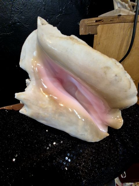 Conch Shell, 9.5"