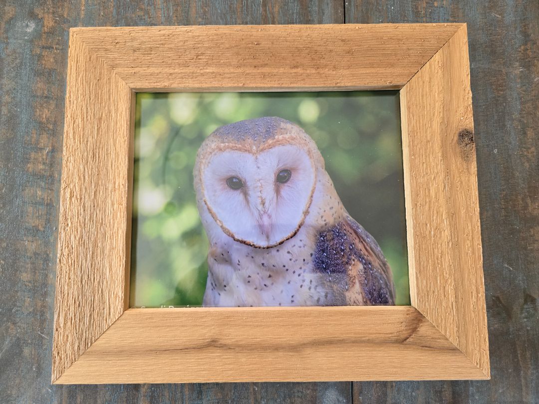 Photo Owl Photo in Rustic Frame, 8.5 x 11
