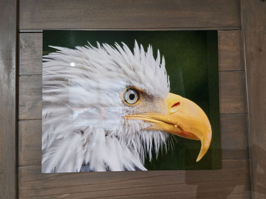 Photo Wildlife Photography, 20 x 16