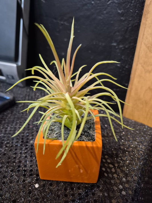 Faux Plant in Orange pot