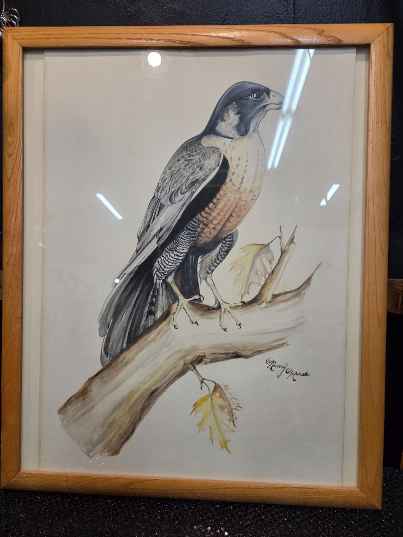Water Color Signed Nancy Krause Falcon