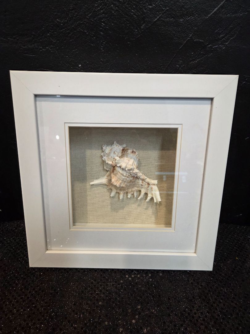 Shell Shadow Box