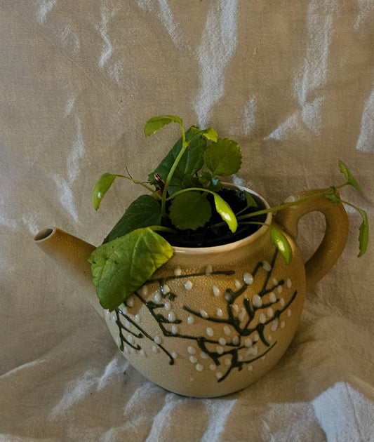 Vintage TEAPOT WITH LIVE SWEDISH IVY PLANT