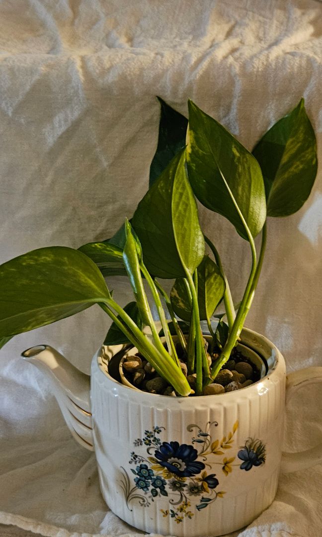 POTHOS IN VINTAGE TEAPOT
