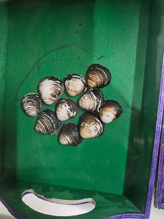 Variety Clam Shells, Extra small