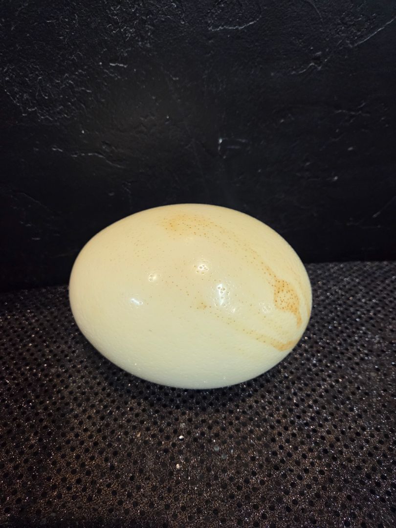 Ostrich Egg