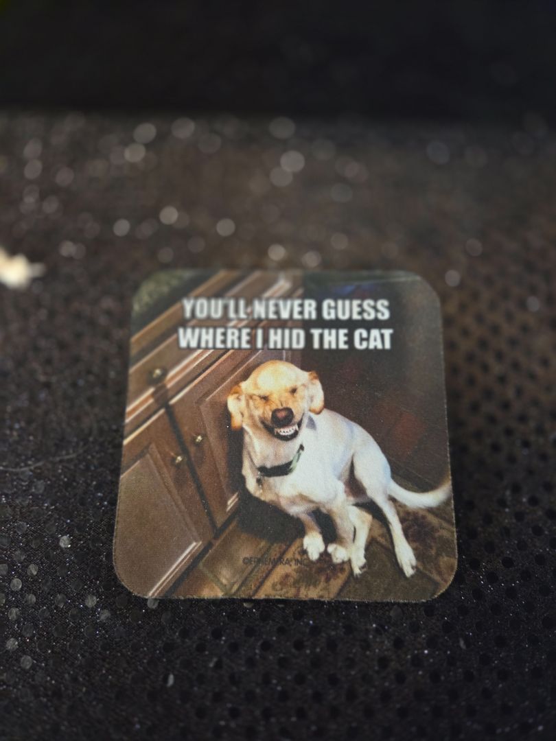 You'll Never Guess Where I hid the Cat Rubber Coaster