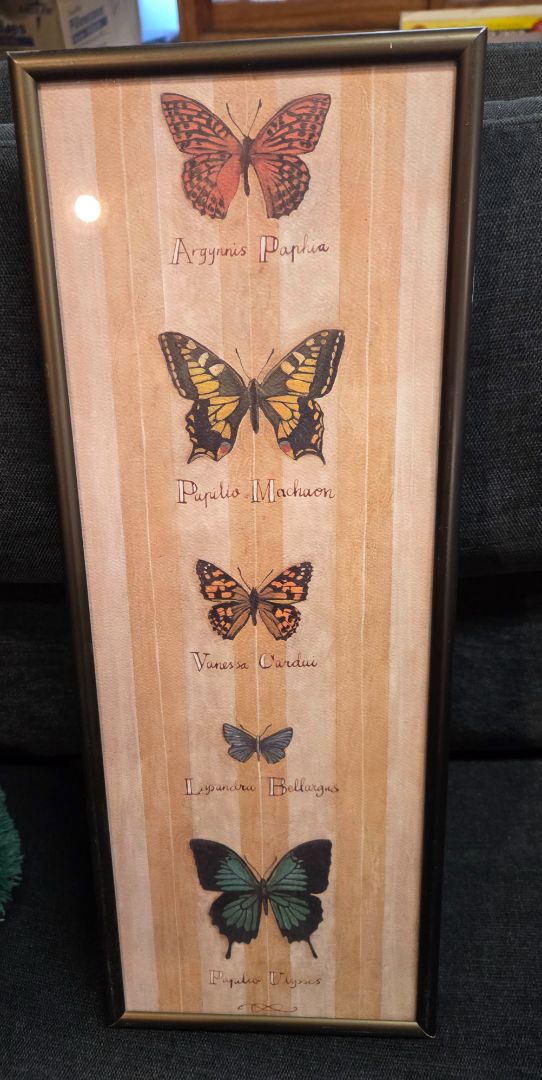 Butterfly Picture