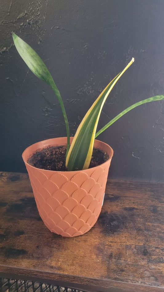 Snake Plant
