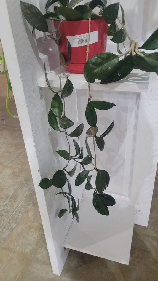 Flowering Hoya