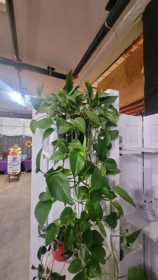 Golden Pothos